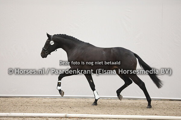 547 Schwarzgold x Sir Fashion