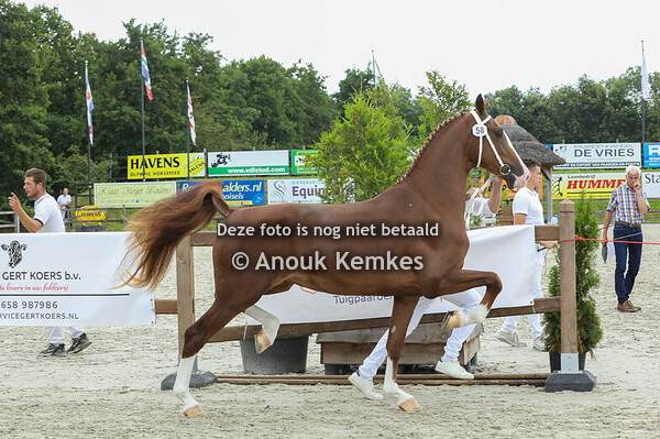 58 - Sambal  ( Macho x Eebert )