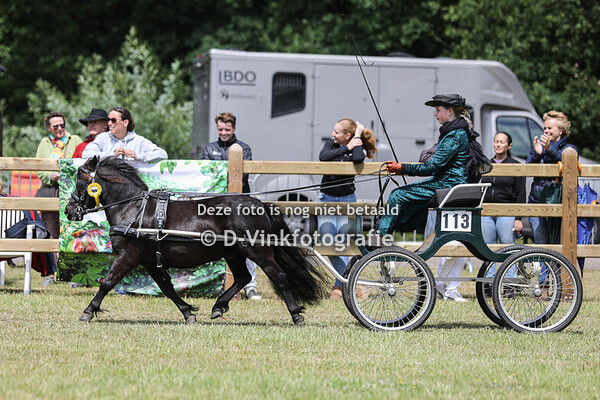 17. Eenspannen Shetlanders damesklasse