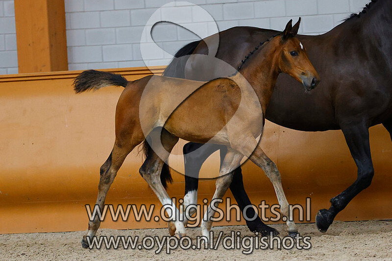 Ramatouelle LvL v. Bustique