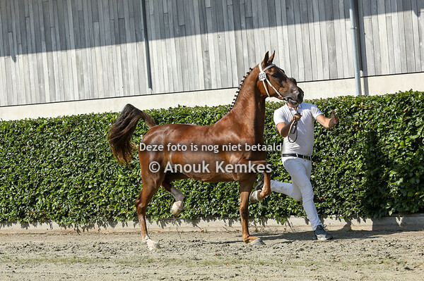 Sarona VS ( Cizandro x Manno ) 