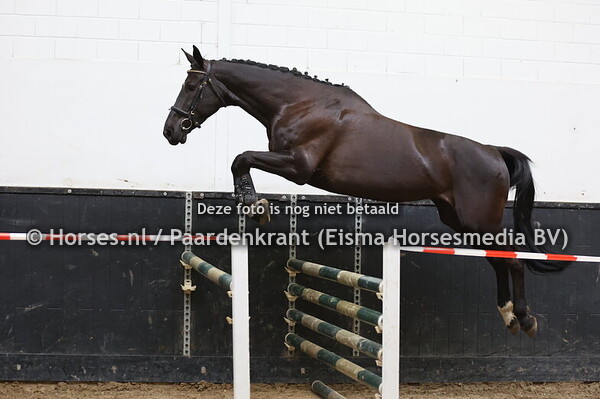 24 La belle (I'm Special de Muze x Urabel v. Indoctro)