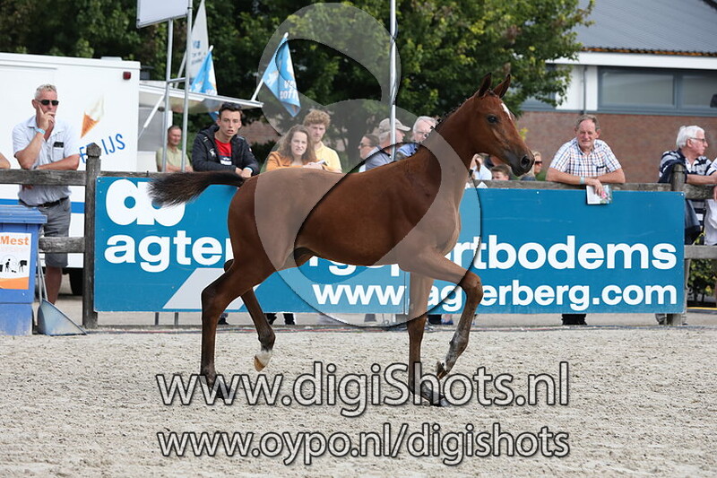 017 Redford VDL v. Arezzo VDL