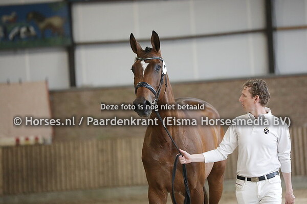 Luttenberg 4 Oy Wanda (Hernandez TN x Haywanda v. Brainpower)