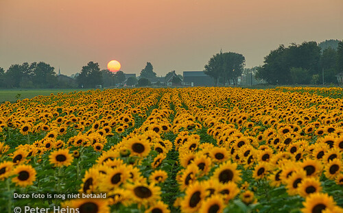 KEO_ZONNEBLOEMENN