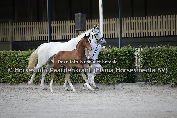 13 Silvester van de Marshoeve (Harley VDL x Inschala v. Zirocco Blue VDL)