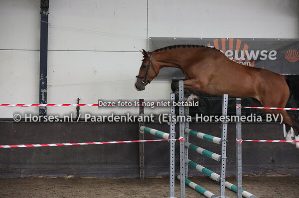 53 Monica B (Grandorado BTN x Roxanne v. Burggraaf)