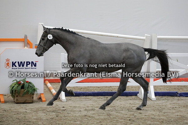 51 O-Cohinoor Ryal K (Cohinoor VDL x Montreal)