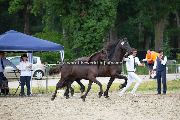 Veulenkeuring Boxtel 2020