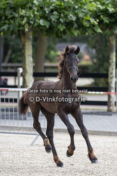 05. Doeke van Dijkstra State