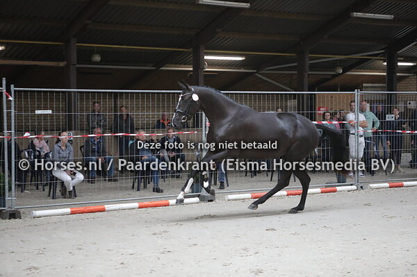 64  Magic Lady (Florencio x Biona v. Flemmingh)