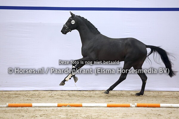 441 Mauro Turfhorst x Joyero xx)