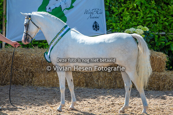 Welsh B Jubileum Show