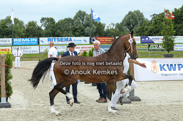 39 - Tidalina HM ( Icellie x Colonist )