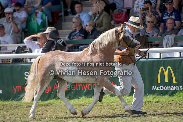 3 yo Colts Section A