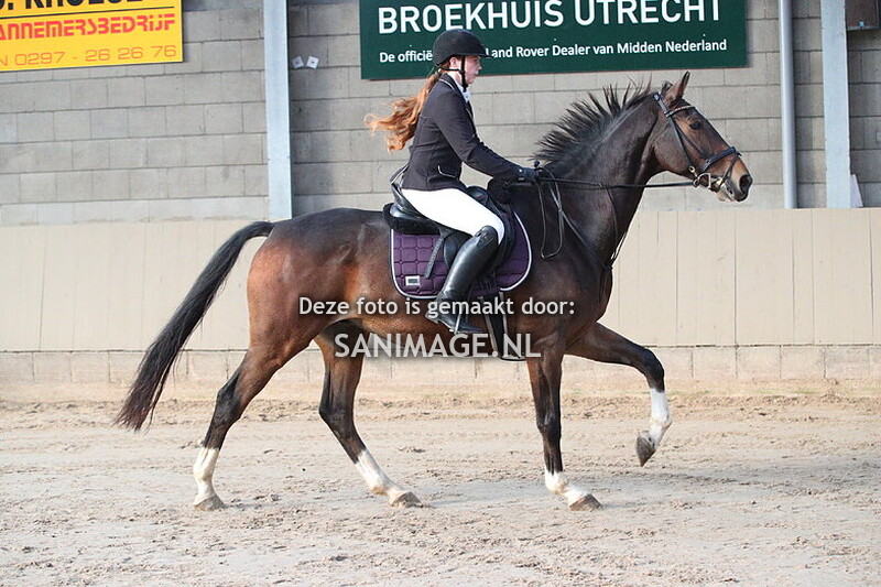 Zilfia's Hoeve Springen Paarden 26-10-2024 130/135 cm