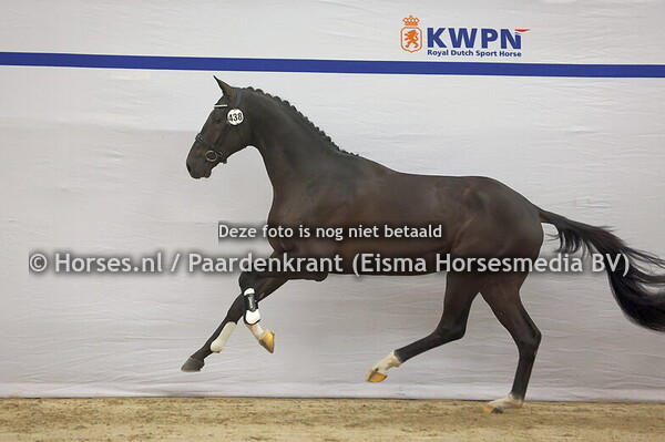 438 (Majestic Taonga x Ampere)