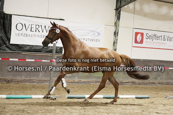 90 Merrylegs PSS (Impact TN x Alissa v. Olivi)