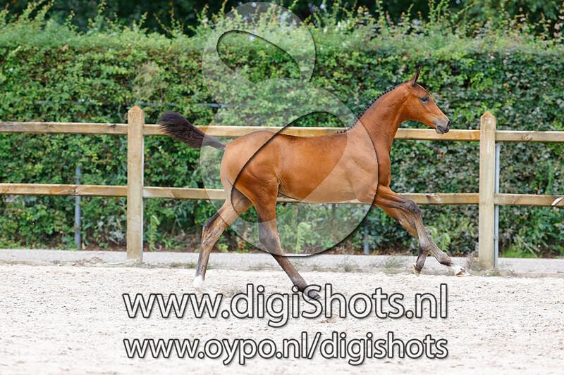 Cordino Z v. Cornet Obolensky