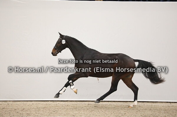 377 Ferdeaux x San Remo