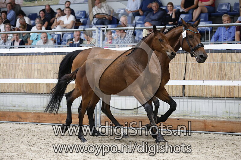 Uppity Sina HS - 026