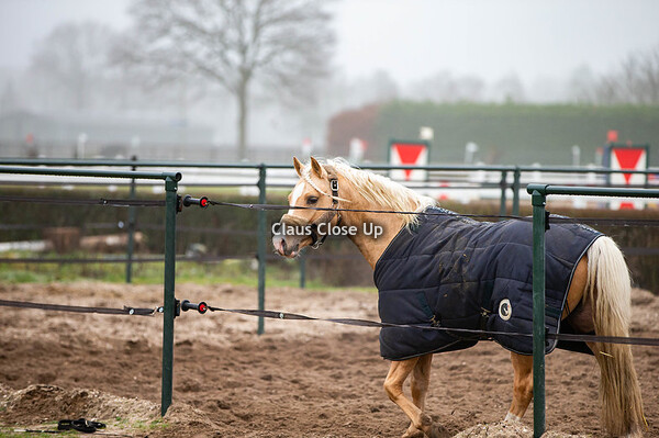 Schaijk - BHT Winter Eventing - januari
