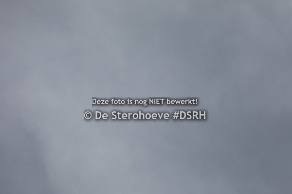 6.vrouwelijke jaarlingen dressuur