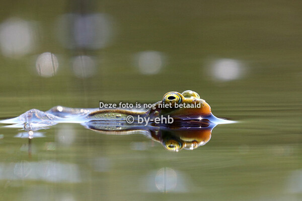 Wanddecoraties en afdrukken medium en groot