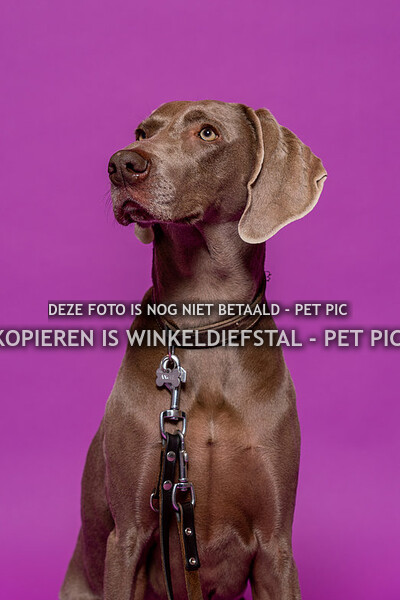 hond 01