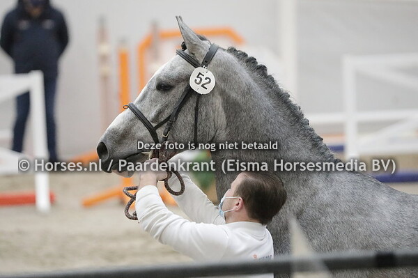 52 Officier (Cohinoor VDL x Charmante v.Typo)