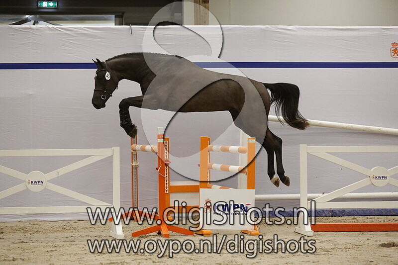 Champ Tarpania Z v. Commil Champ Z