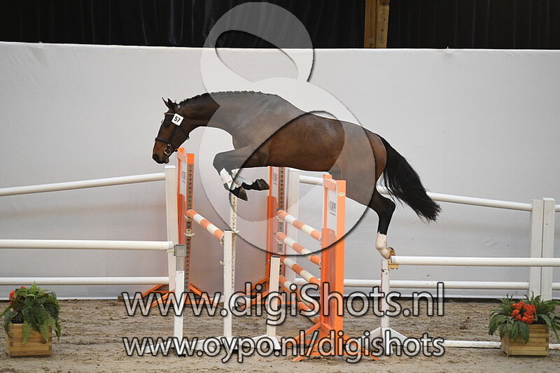 Corico de Eloma SW Z v. Corico Z