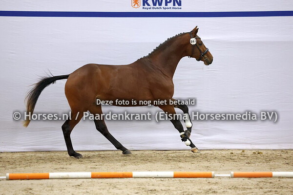 447 (McLaren x Johnson)