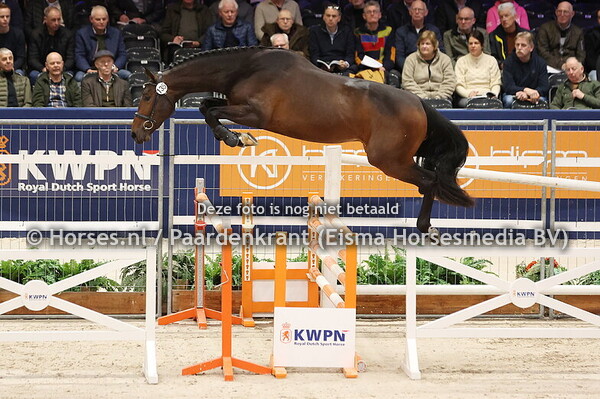 29 en 30-01-25 KWPN HK Den Bosch springhengsten
