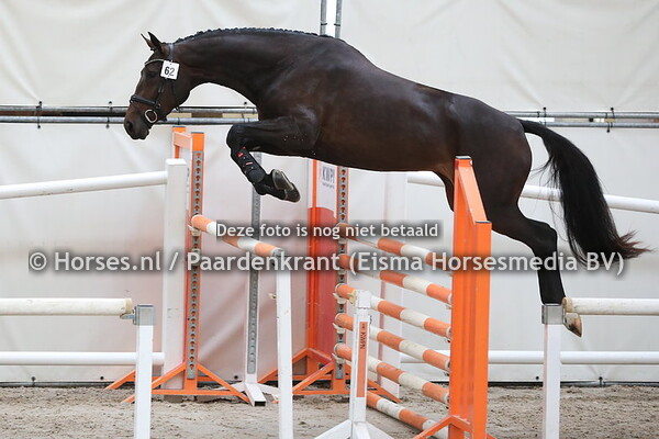 62 Lady Dy Loma (Cape Coral RBF Z x Akyloma v. Landor)