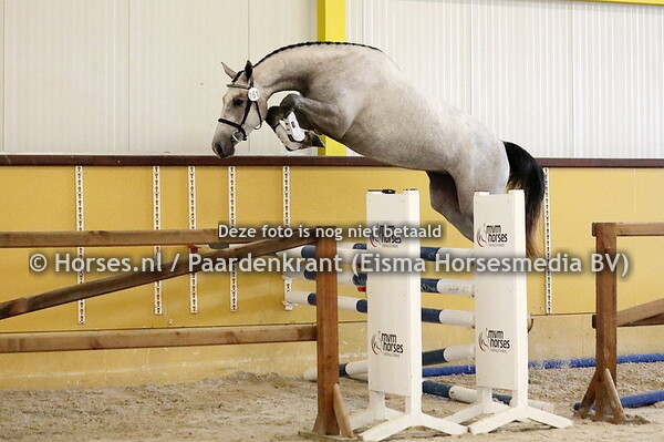 08-07-22 CK  De Steeg Springpaarden