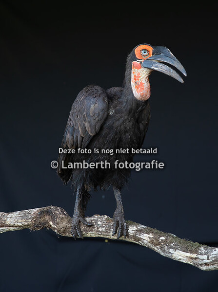 15-10-2022 Roofvogels bij Valk