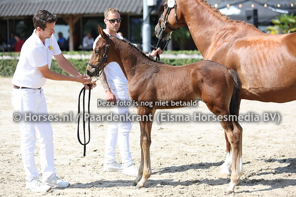 77 Vigo Kalone FTC (Ermitage Kalone x Mendelien v. Comme il Faut) )