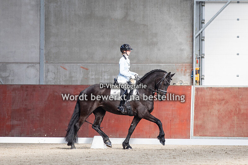 IBOP Fries stamboek Limburg