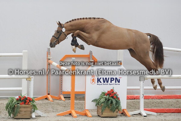 131 Nimpala SMH (Impala SMH x Bella-Balia v. Indorado)