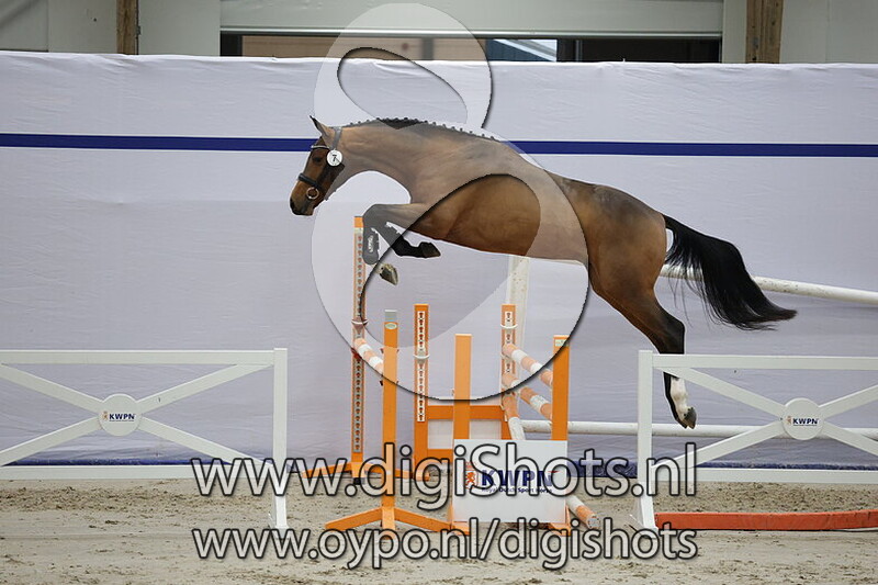 Binck vd Berghoeve Z