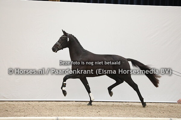 356 Dream Boy x Lord Leatherdale