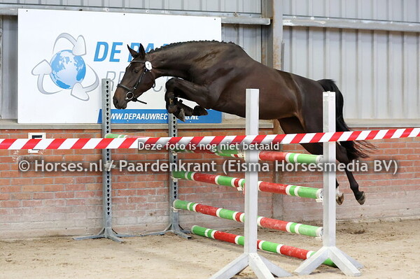 1 Sweet Caroline B (I'm Special de Muze x Cillmiko v. Contendro)