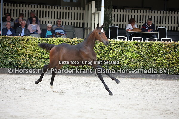 106 Omar VD Watermolen (Kallmar VDL x Holinda c. Carambole)