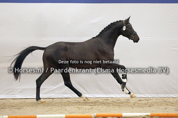 515 Silvano  (Springbank II VH x Hailey v. Hotline)