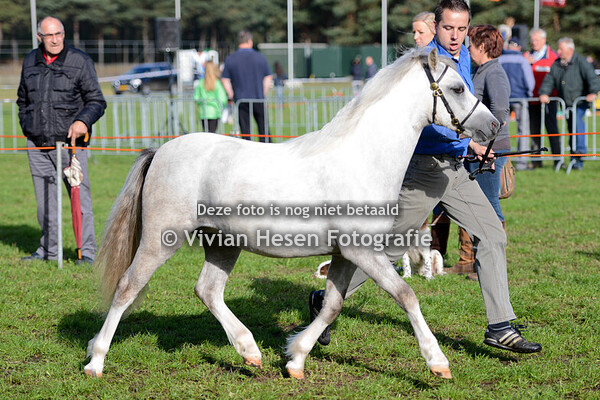 Fokpaardendag Lierop