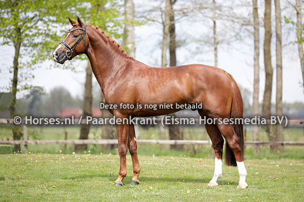 32 Neil (Governor x Vivald)