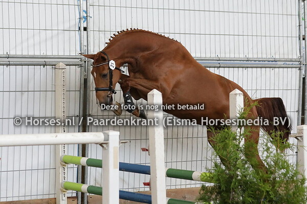 21 Palesa Balia HBC (Guillit  x C'est Bon Balia v. L'Esprit)