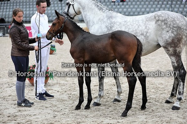 10 Oklahoma (Contendro x Havana v. Cardento) (1)