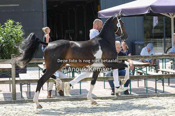 Rosielocia ( Cizandro x Patijn ) 